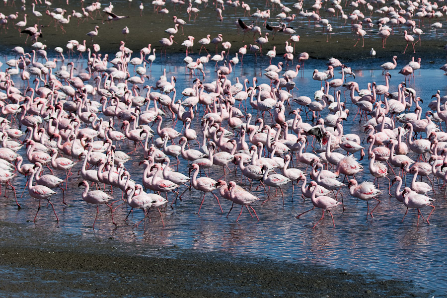 Flamingos