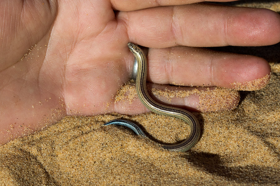 Fitzsimon's burrowing skink