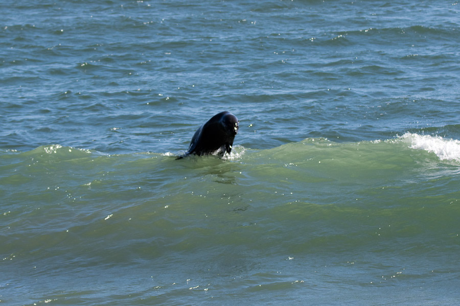 Seal surfing