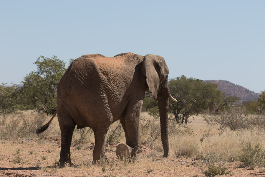 Elephant crossing the main road