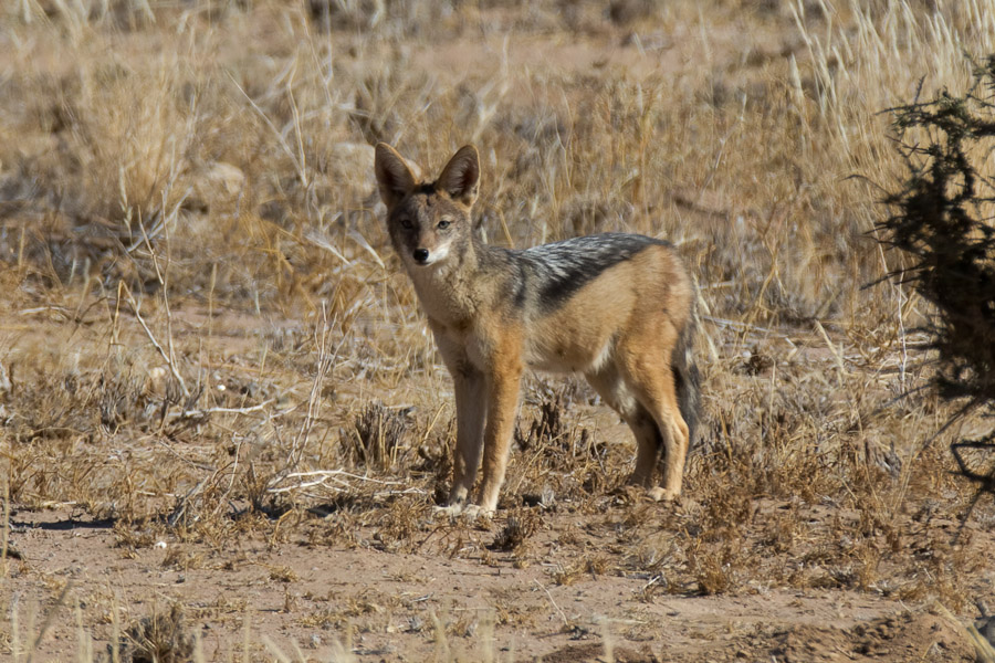 Black-backed jackal