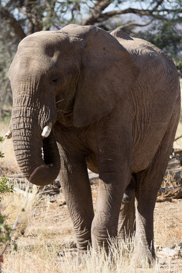 Desert adapted elephant