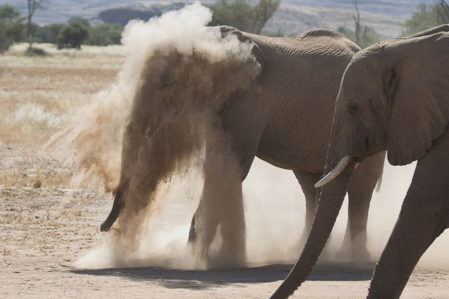 Having a dust bath