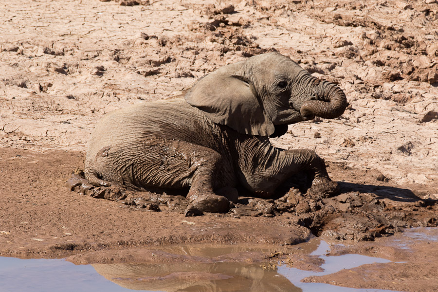 Mud bathing