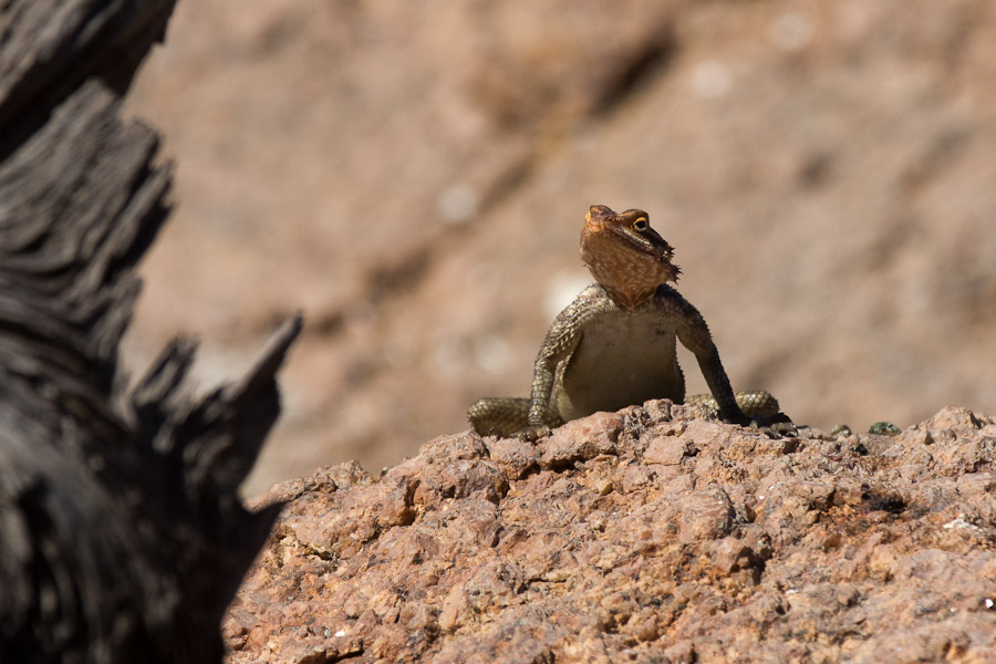 Unidentified lizard