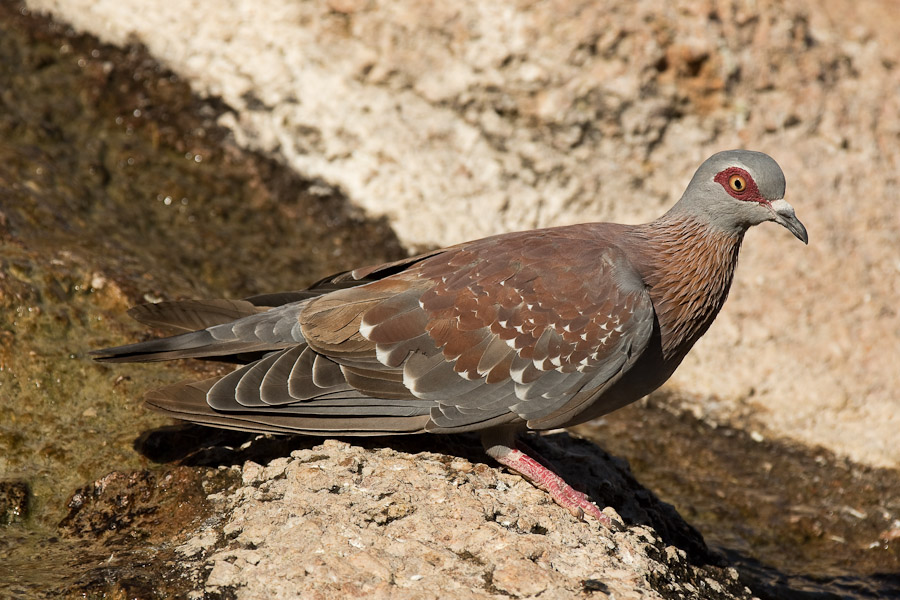 Speckled pigeon