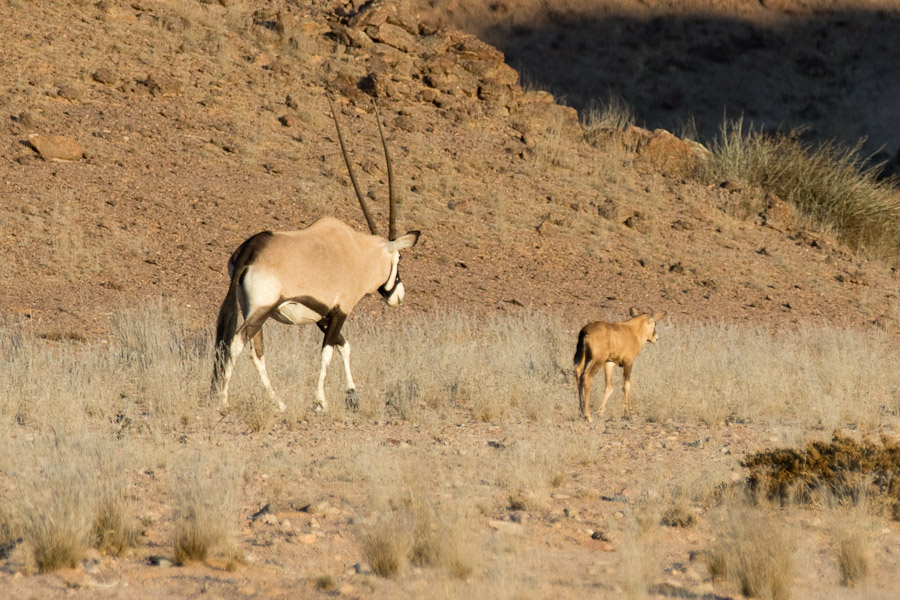 Oryx and baby