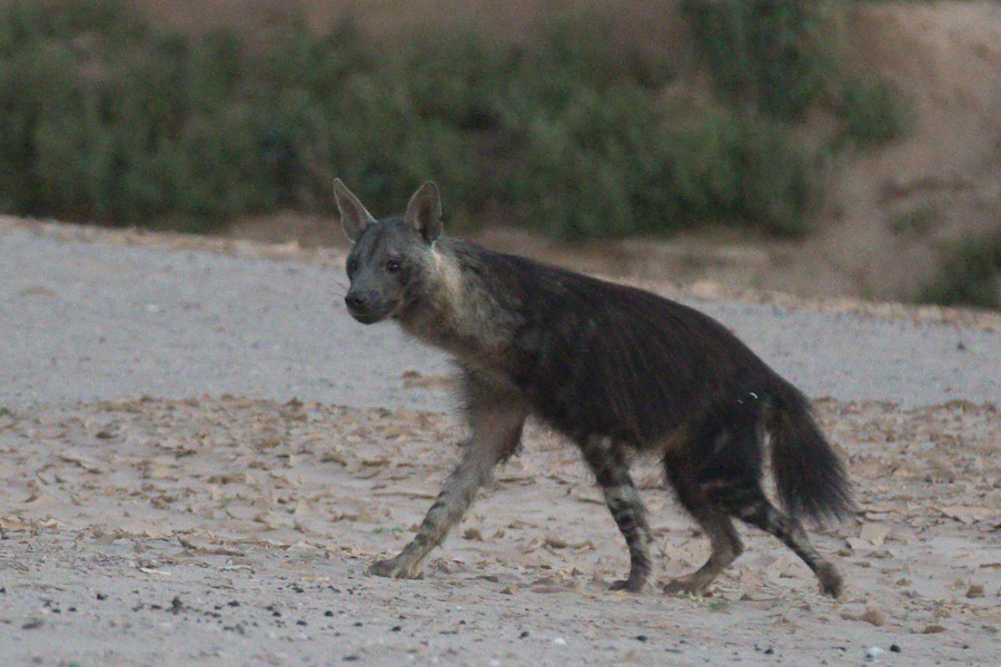 Brown hyena (very early in the morning)