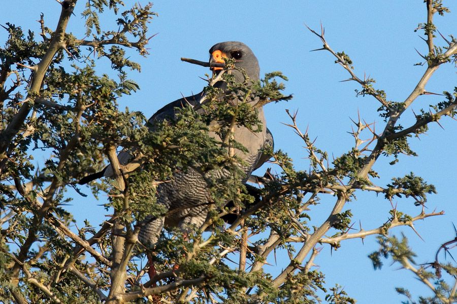 Pale chanting goshawk