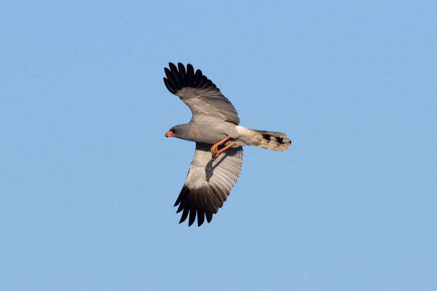 Pale chanting goshawk