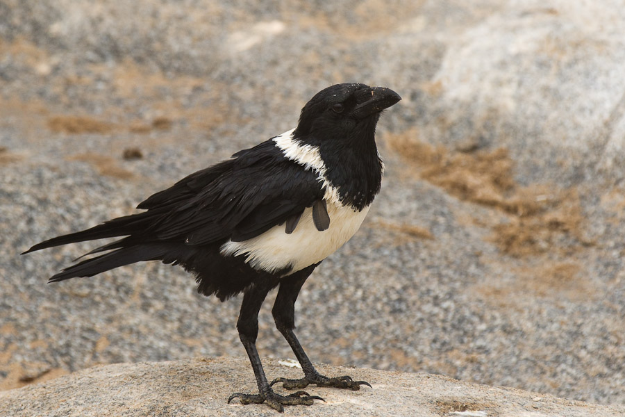 Pied crow at the Skeleton Coast