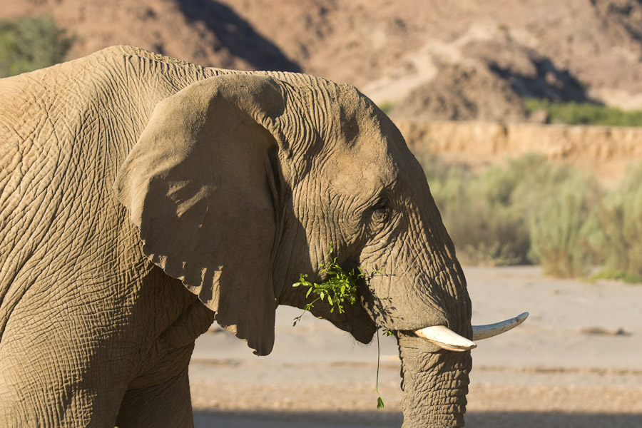 Elephant eating