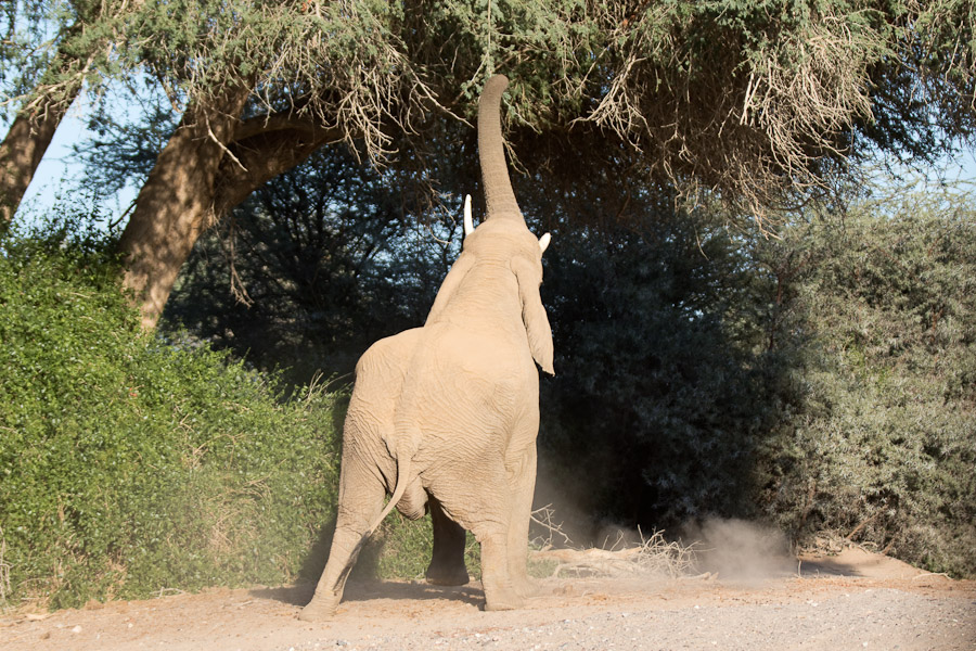Elephant - unique behaviour by desert elephants