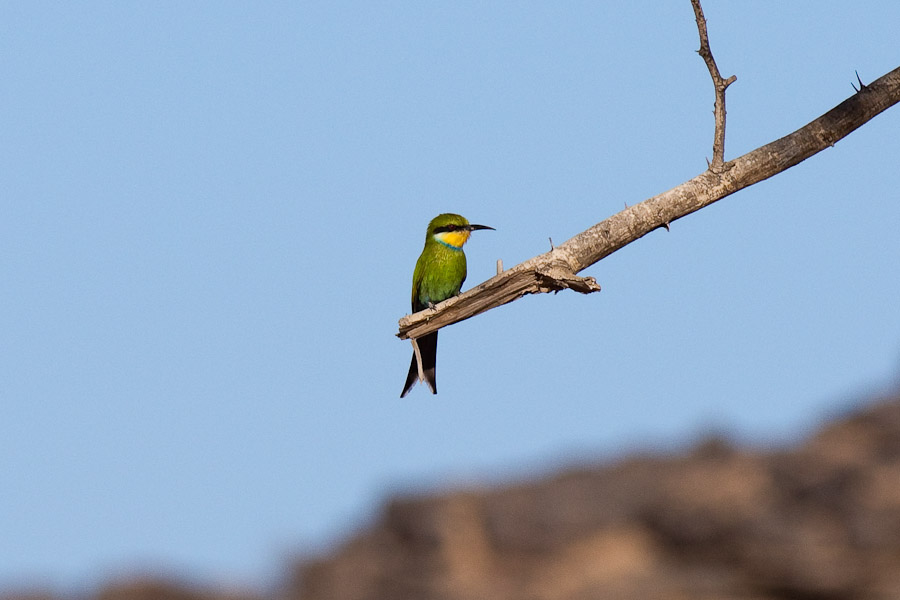 Swallow tailed bee eater