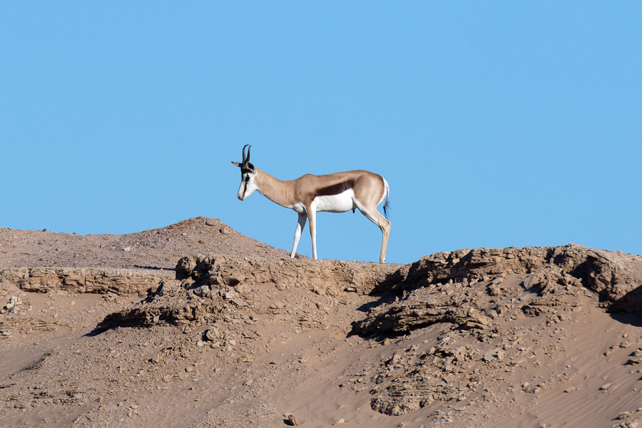 Springbok