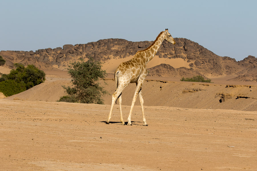 Desert adapted giraffe