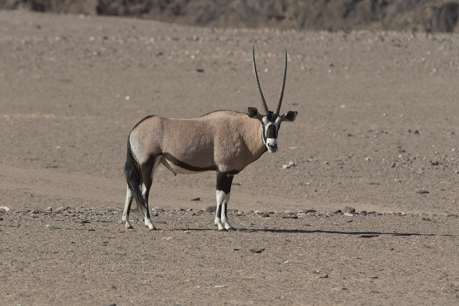 Oryx