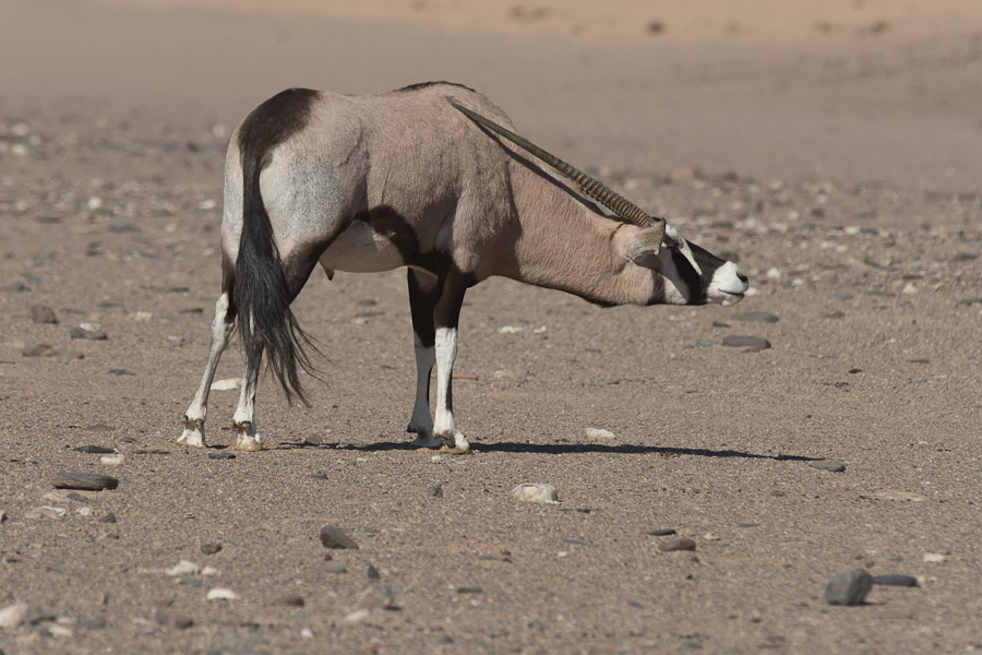 Oryx scratching