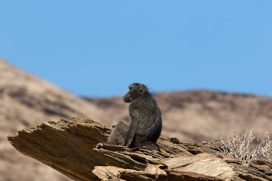 Baboon contemplating life