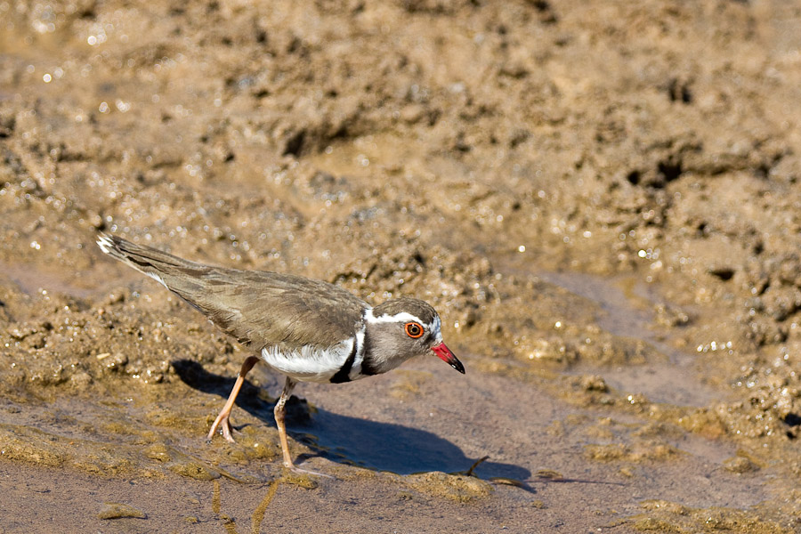 Three banded plover