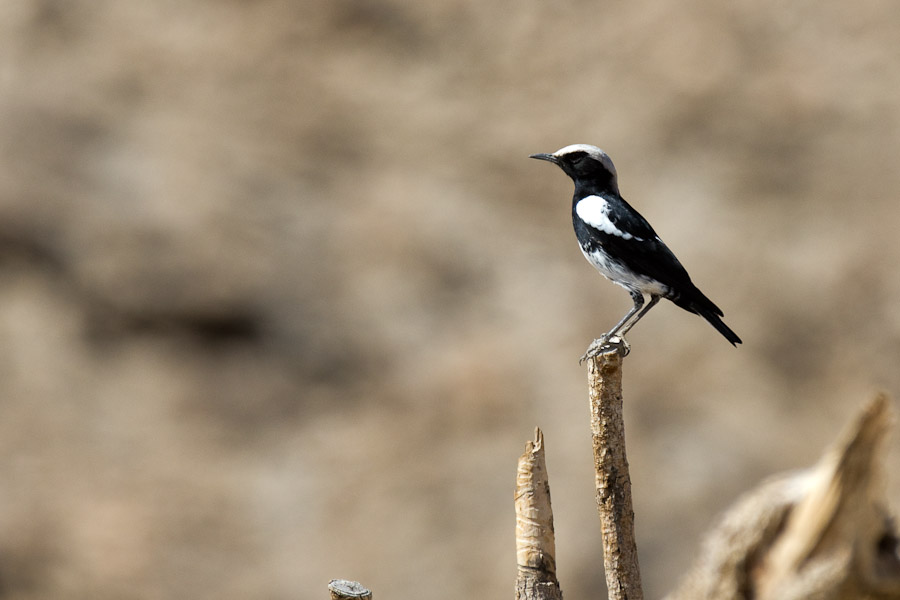 Mountain wheatear