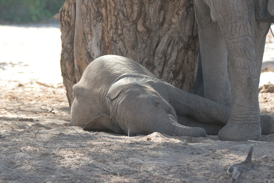Resting baby elephant