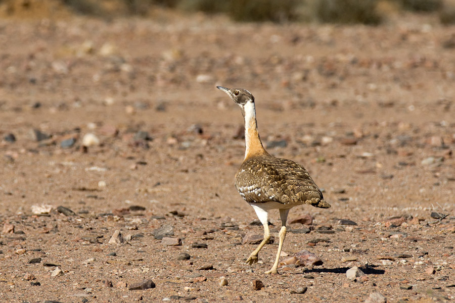 Ludwig's bustard