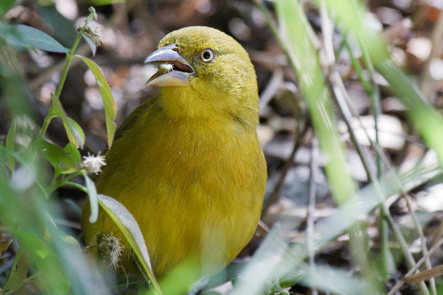 Yellow canary