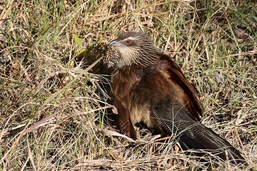 White browed coucal