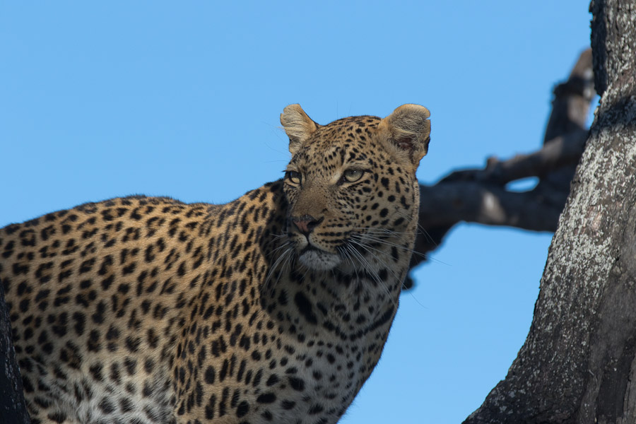 Leopard up a tree