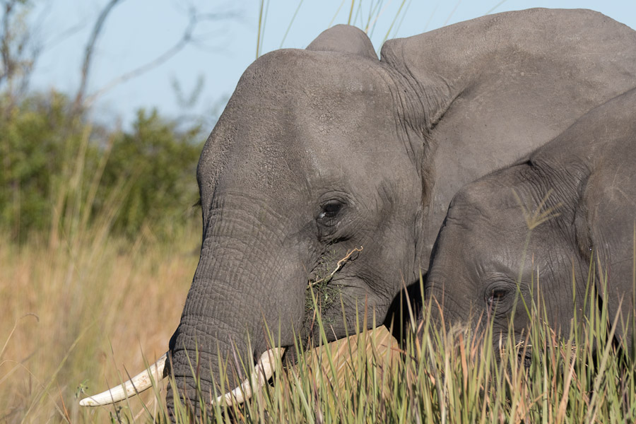 Elephants grazing in Botswana