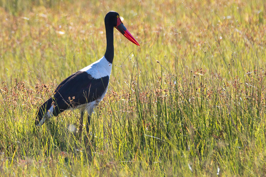 Saddle billed stork