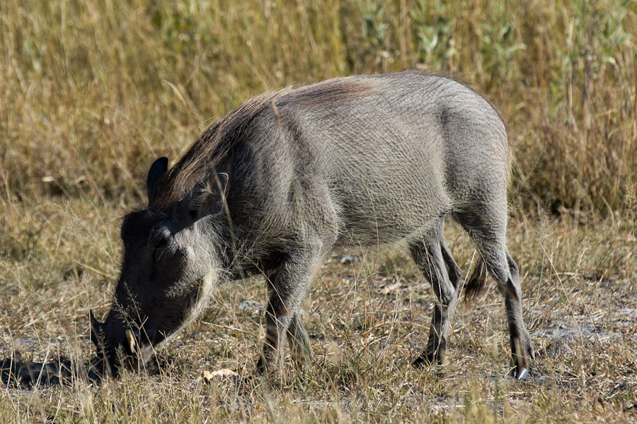 Wart hog