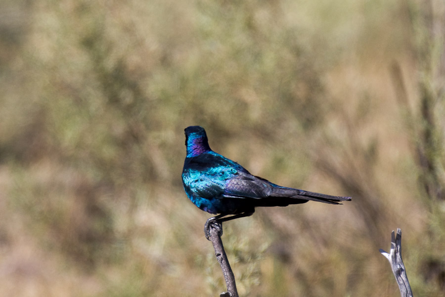 Burchell's starling