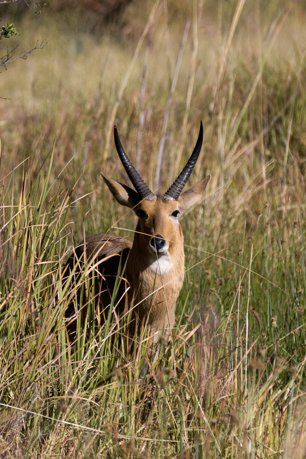 Reedbuck