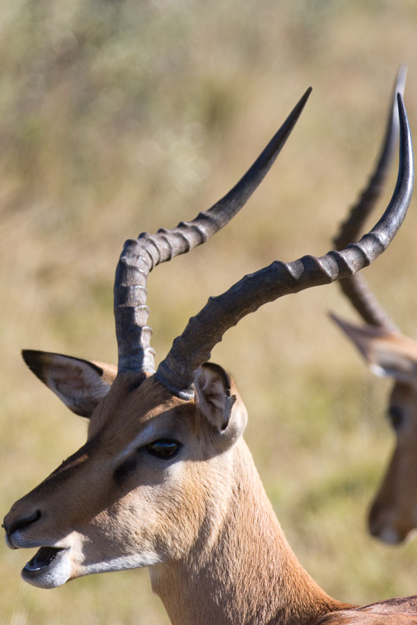 Impala