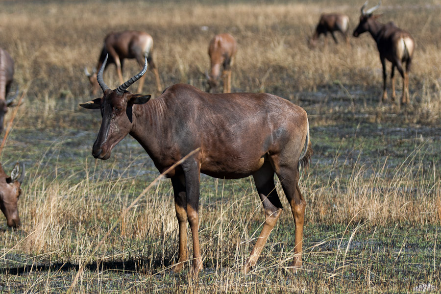 Tsesebe