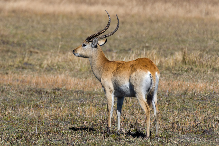 Red lechwe