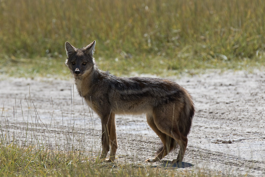 Side striped jackal