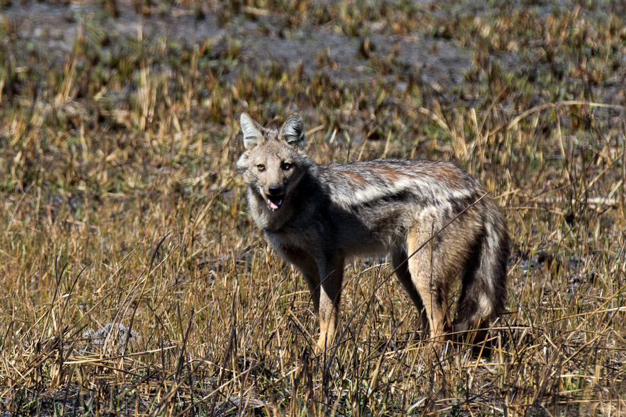 Side striped jackal