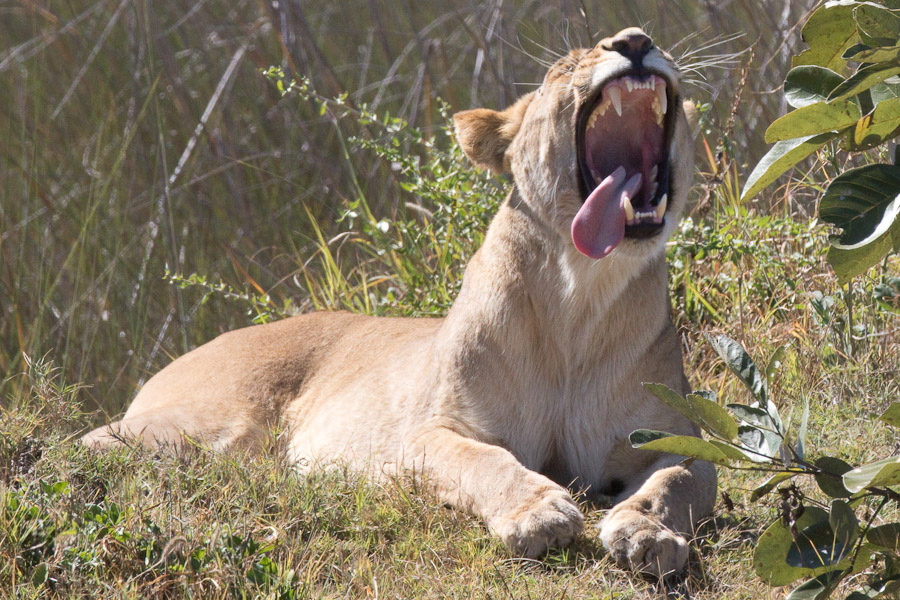 Lion yawning