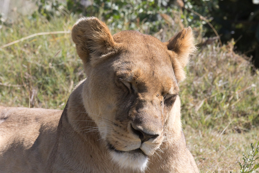 Lion dozing