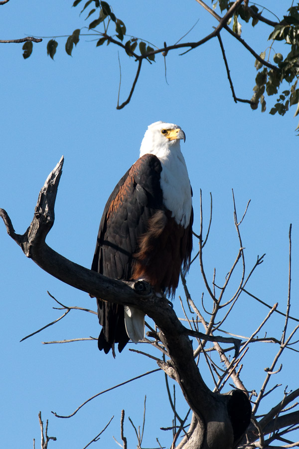 African fish eagle