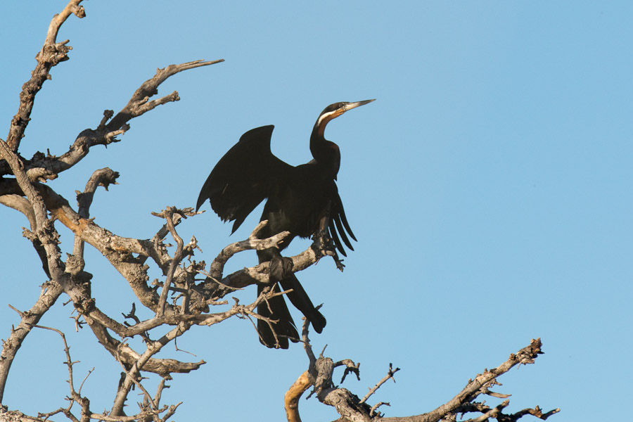 African darter