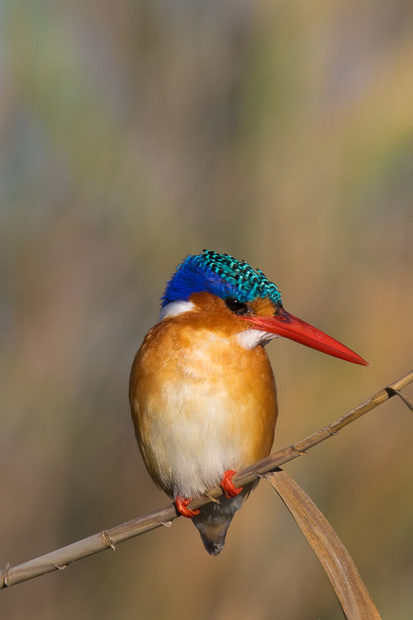 Malachite kingfisher