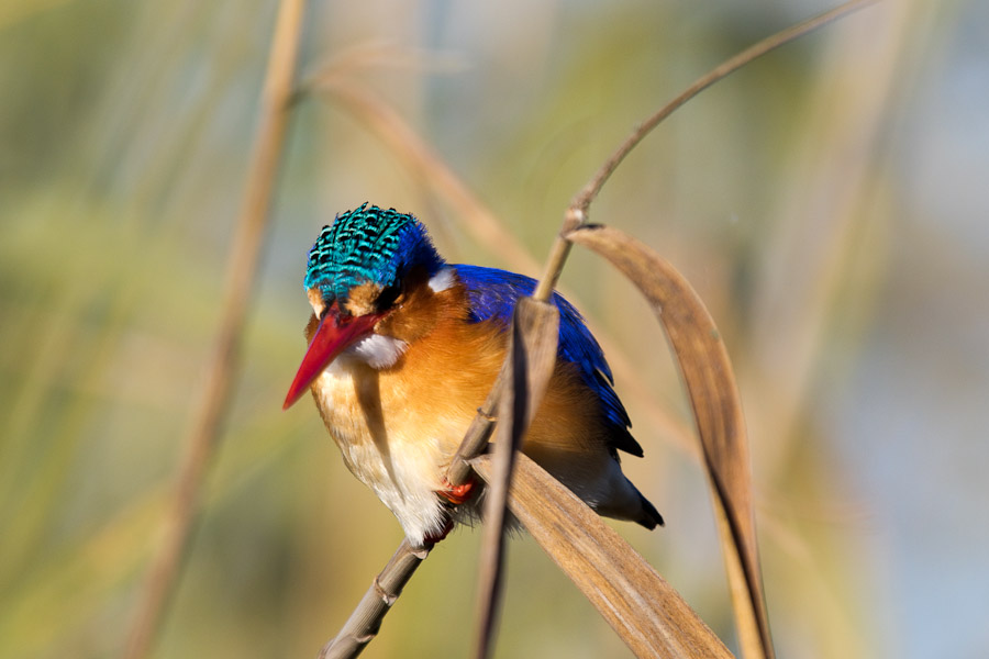 Malachite kingfisher