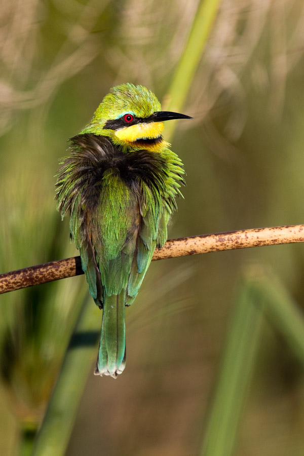 Little bee eater