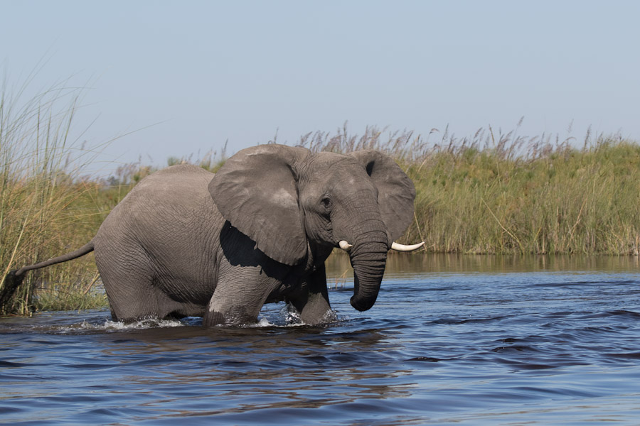 Elephant crossing the river