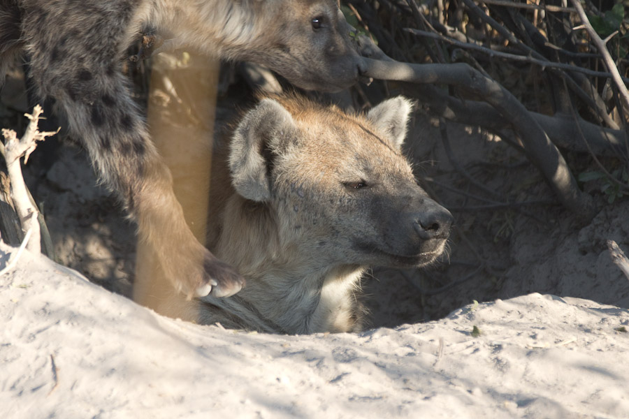 Spotted hyena