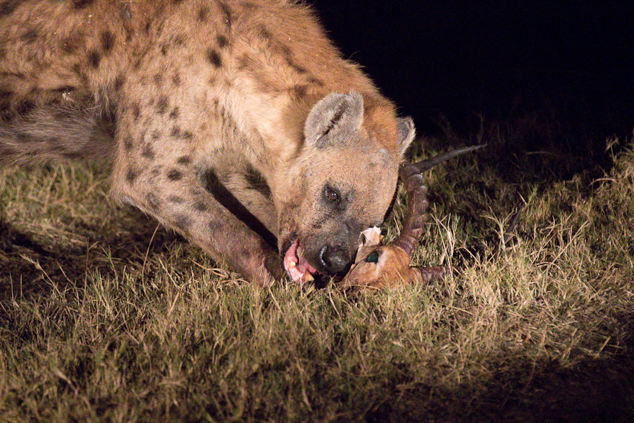 Spotted hyena with its stolen dinner